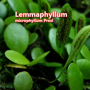 Lemmaphyllum microphyllum Presl